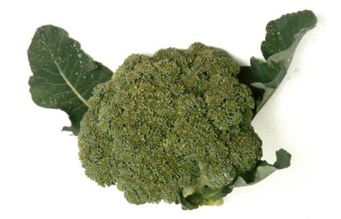 Broccoli
