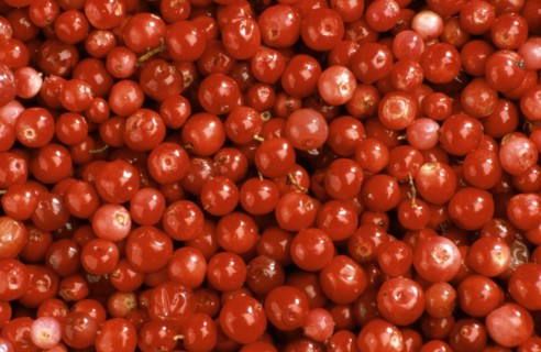 Ripe lingonberry