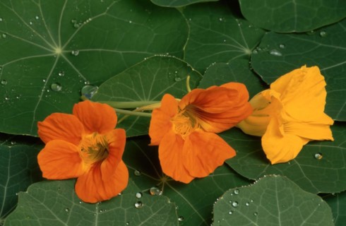 Garden nasturtium