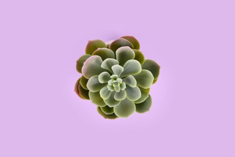 Top view of fake Echeveria succulent plant on violet background