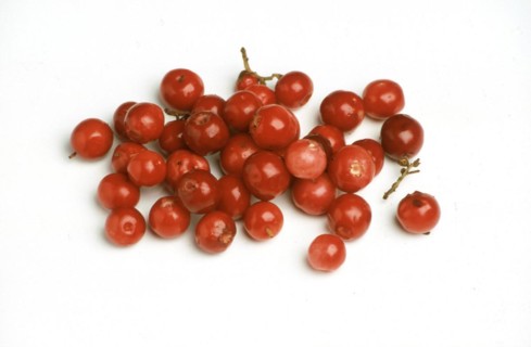 Ripe lingonberry