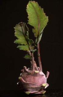 Blue kohlrabi