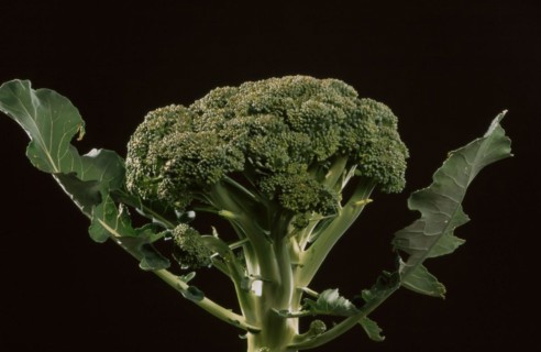 Broccoli