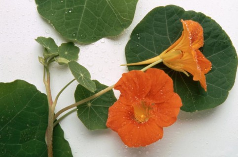 Garden nasturtium
