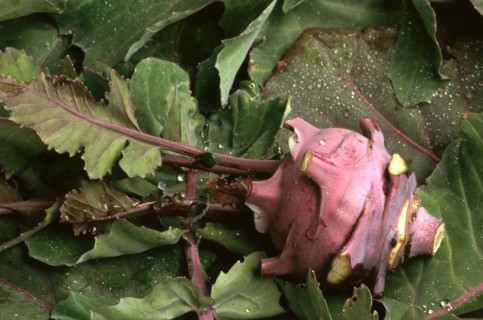 Blue kohlrabi