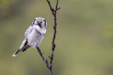 Northern hawk owl