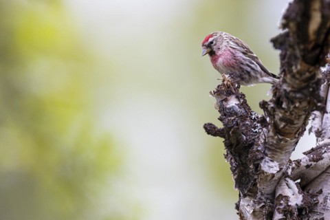 Common Redpoll