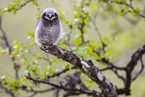 Northern hawk owl