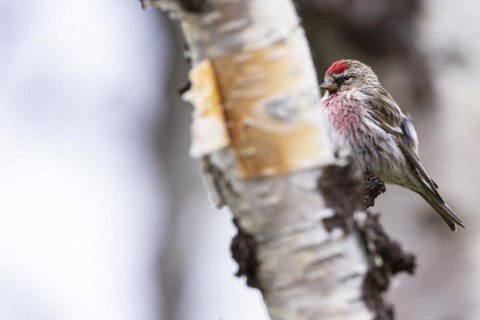 Common Redpoll