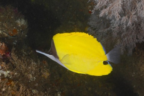 Yellow longnose butterflyfish