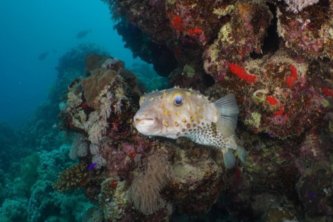 Spotbase burrfish