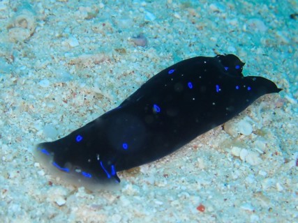 Blue dotted head slug