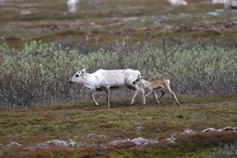 Reindeer