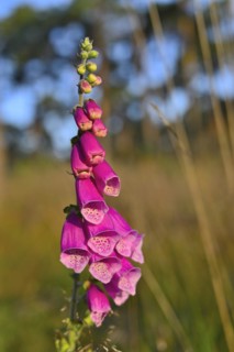 Red digitalis minor