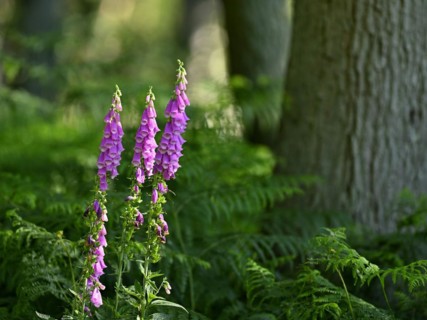 Red digitalis minor