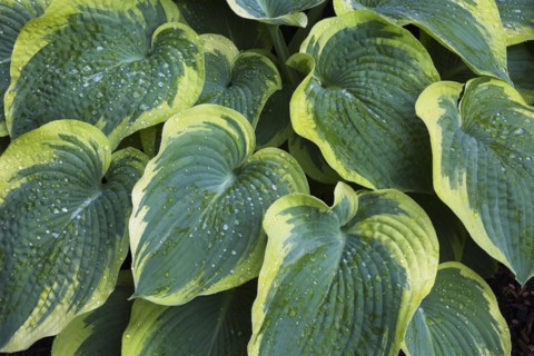Hosta