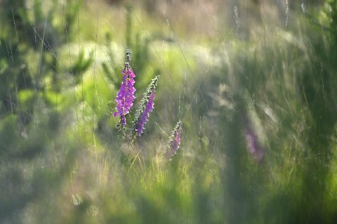Red digitalis minor