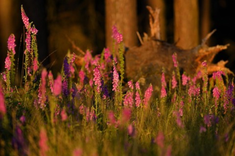 Red digitalis minor