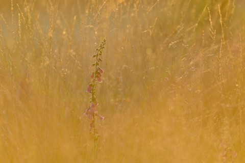 Red digitalis minor