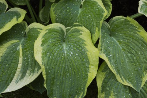 Hosta