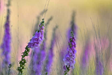 Red digitalis minor