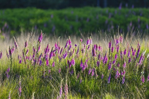 Red digitalis minor