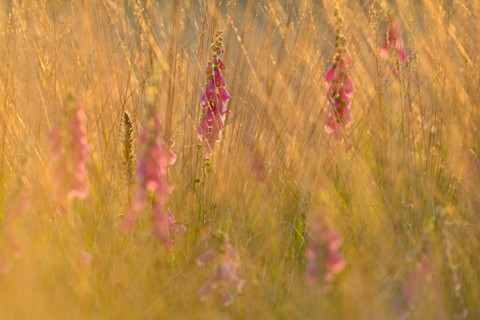 Red digitalis minor