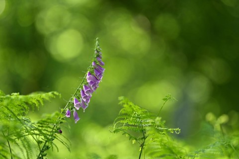 Red digitalis minor