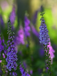 Red digitalis minor