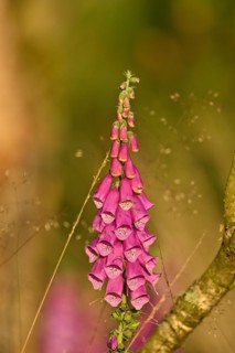 Red digitalis minor