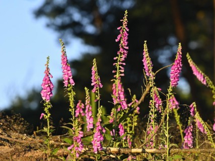 Red digitalis minor