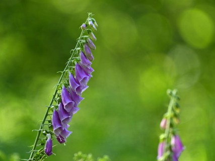 Red digitalis minor
