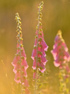 Red digitalis minor