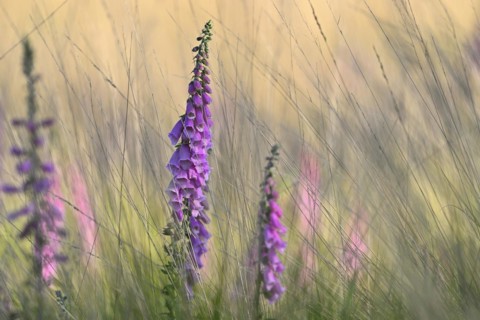 Red digitalis minor