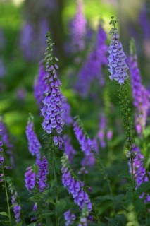 Red digitalis minor