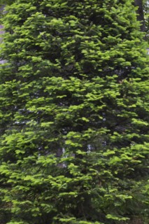 Balsam Fir