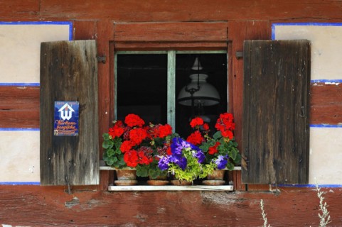 Window with flowering geraniums