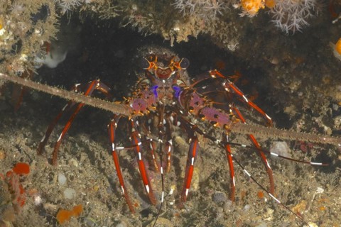 Long-legged spiny crayfish