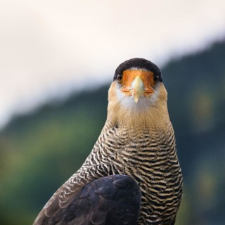 Southern crested caracara