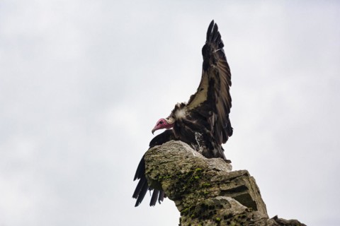 Hooded vulture