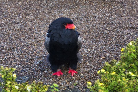 Bateleur