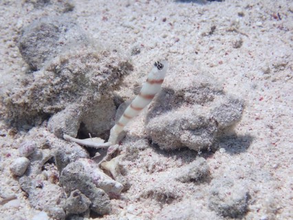 Steinitz partner goby
