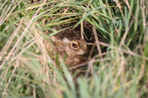 European hare
