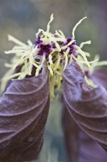 Witch hazel