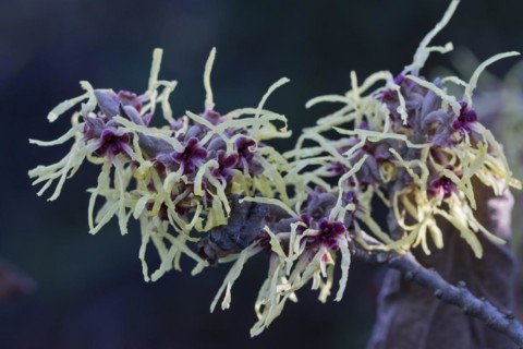Witch hazel