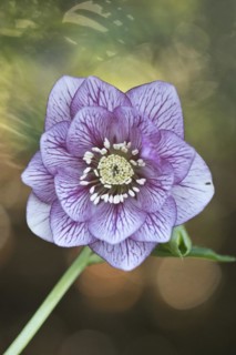 Lenzrose