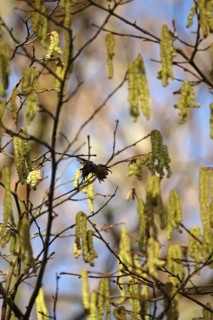 Hazelnut pollen