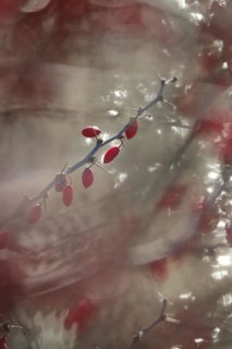 Barberry