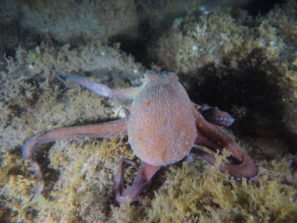 Common octopus