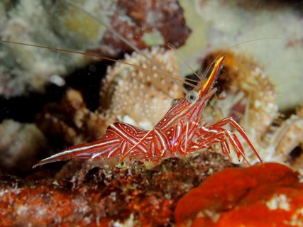 Camel shrimp
